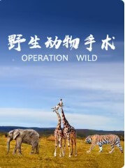 野生动物手术