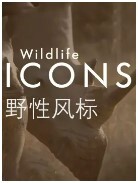 野性风标 第一季