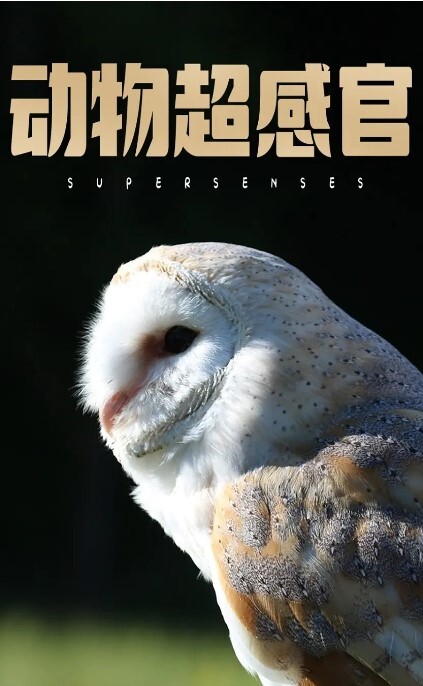 动物超感官